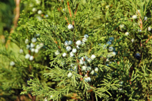 Eastern Red Cedar Fruit